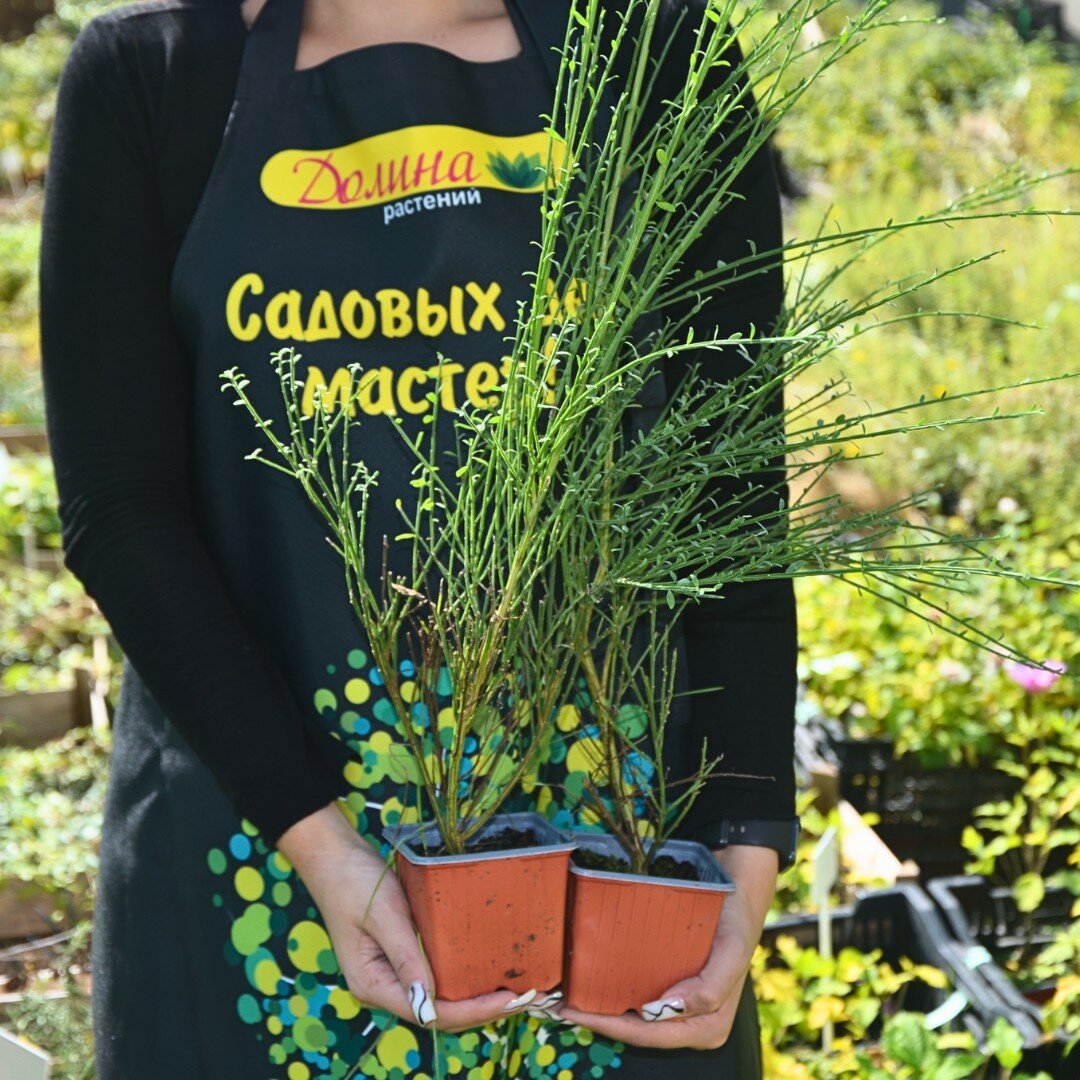 Саженцы Ракитник Голден Санлайт (Szkolka roslin A.M (Польша)), 1 саженец в горшке 15-20 см