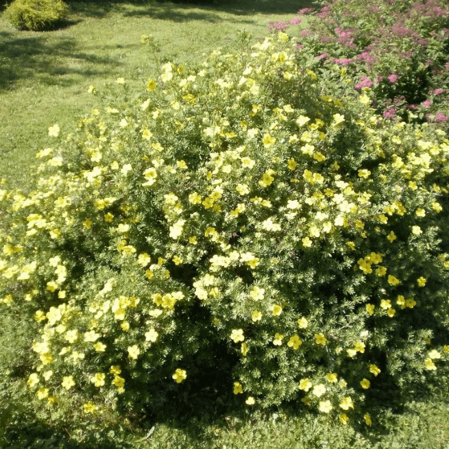 Саженцы Лапчатка кустарниковая Клондайк (Belgium Plants Van. (Бельгия)), 1 саженец в горшке 15-20 см