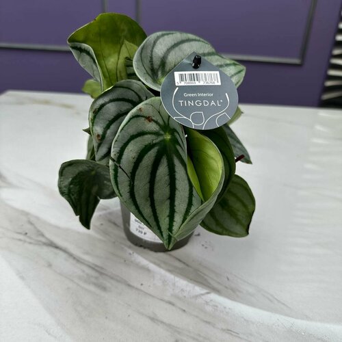 Комнатное офисное растение