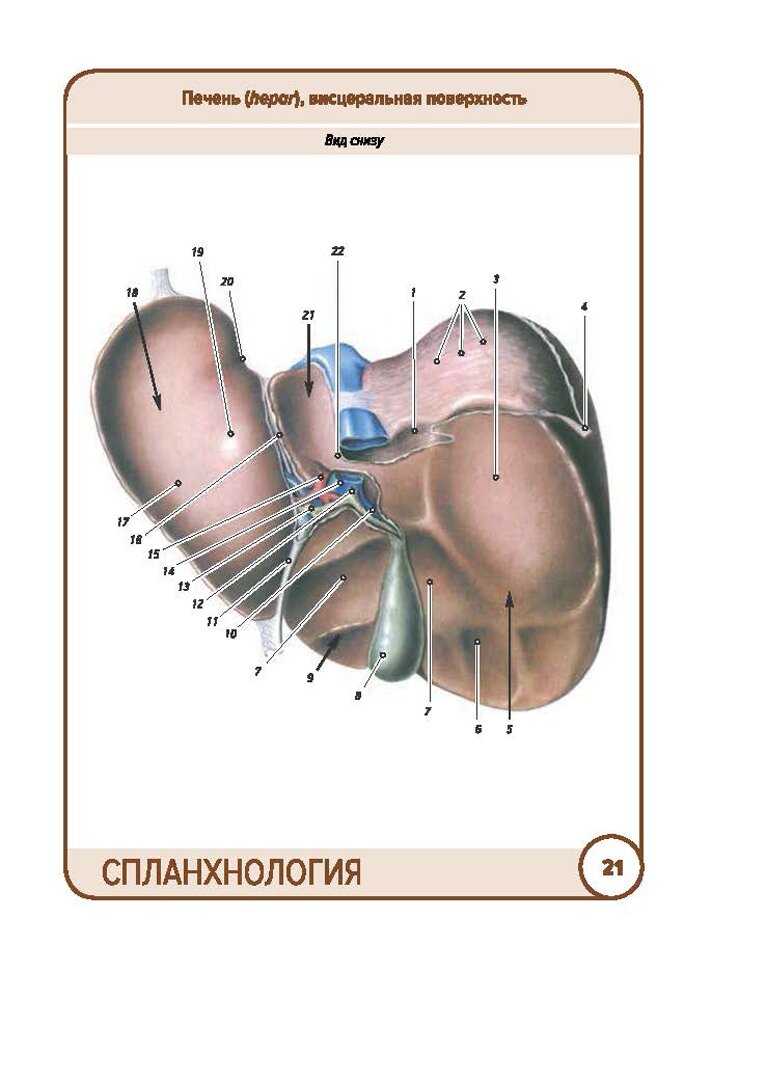 Анатомия человека. Спланхнология. Карточки (49 шт.) - фото №9