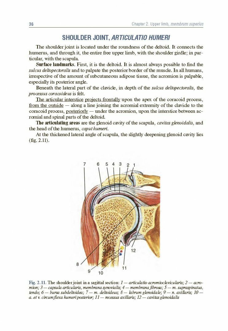 Topographic Anatomy and Operative Surgery. Textbook - фото №8