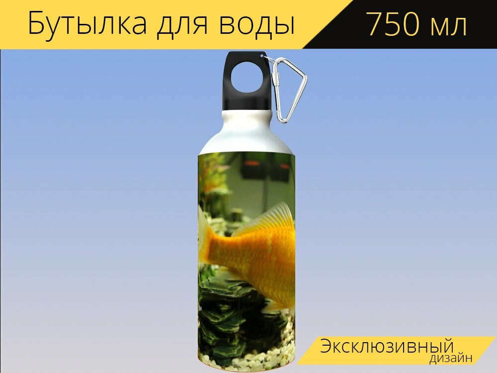 Бутылка фляга для воды "Рыбы, золотая рыбка, аквариум" 750 мл. с карабином и принтом
