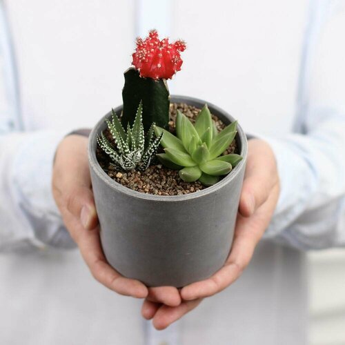 Микс суккуленты в бетонном кашпо