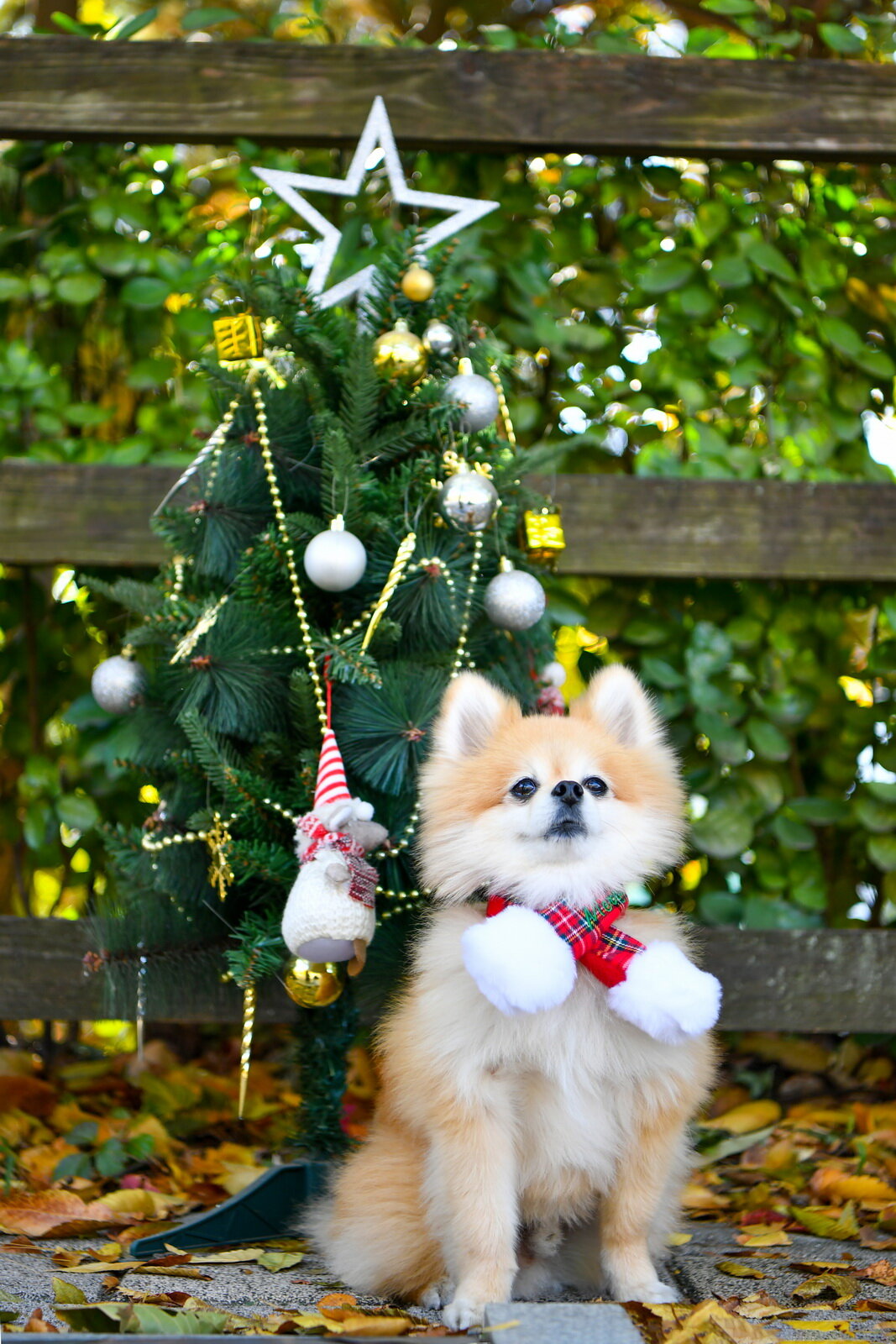 Шарфик для собак PUPPIA новогодний "Santa", красная клетка, M (Южная Корея)