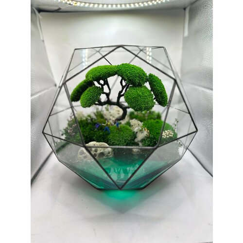 Моссариум с бонсай