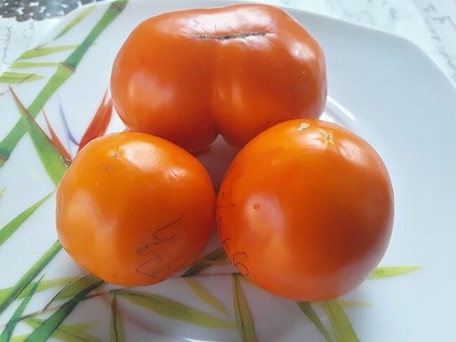 Коллекционные семена томата Гном Оранжевое Совершенство Песака