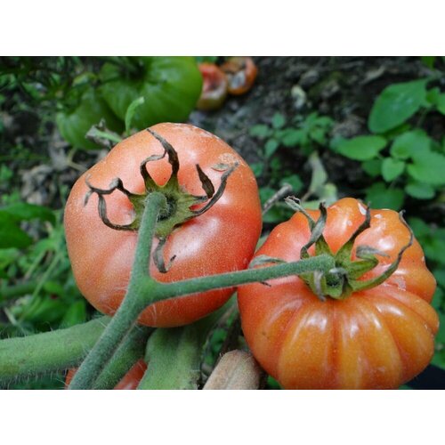 Коллекционные семена томата Корейский гигант