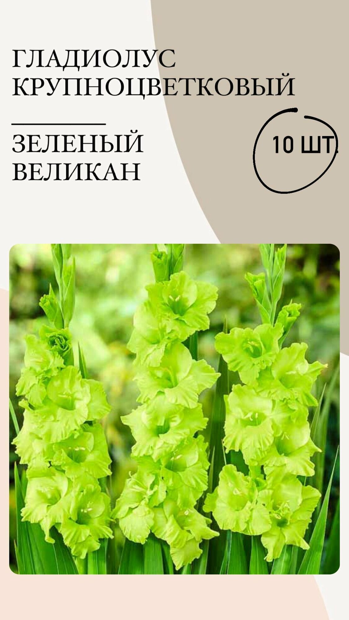 Гладиолус крупноцветковый Зеленый Великан, луковицы многолетних цветов