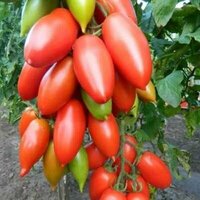 Коллекционные семена томата Ниагара