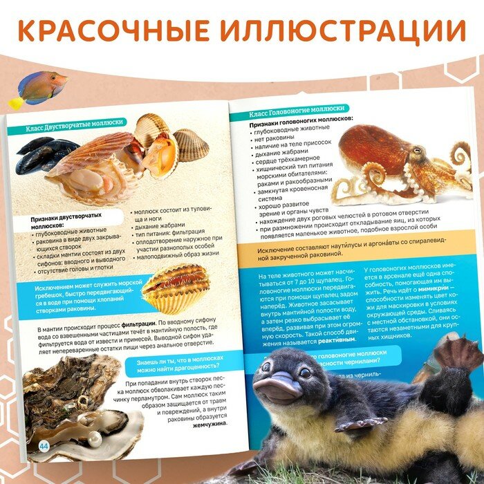 Биология для детей - фото №5