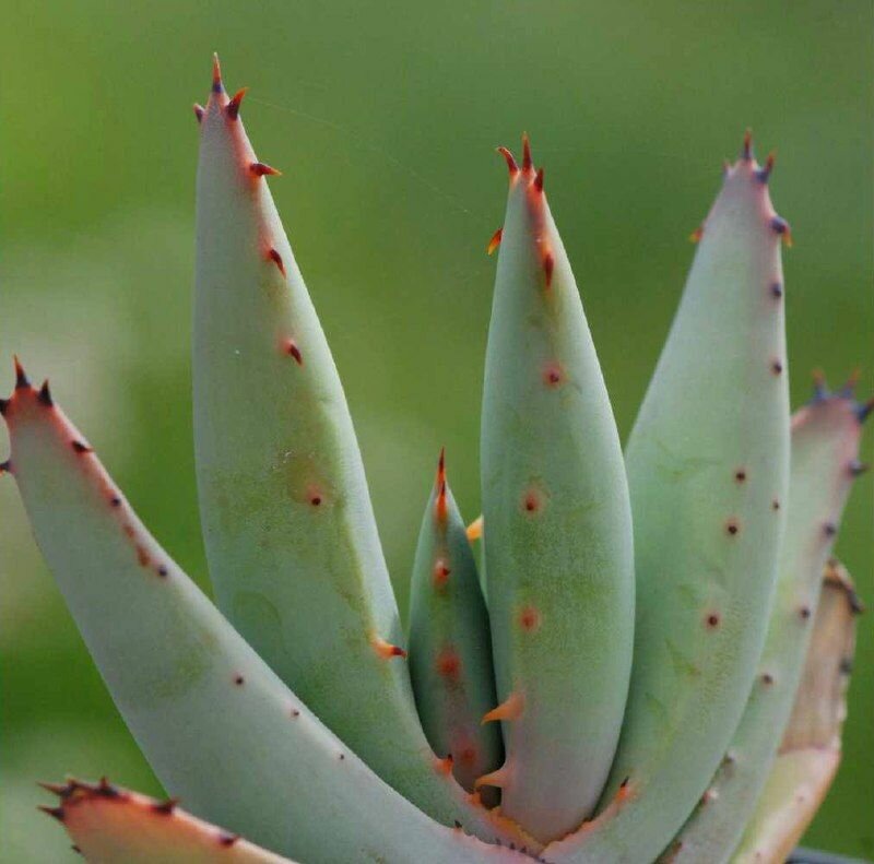 Алоэ булавоцветковое или Алоэ Клавифлора (лат. Aloe Claviflora) D5см домашний цветок