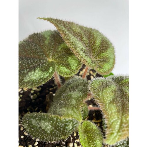 Бегония Masoniana-3 ans victnom - Лист