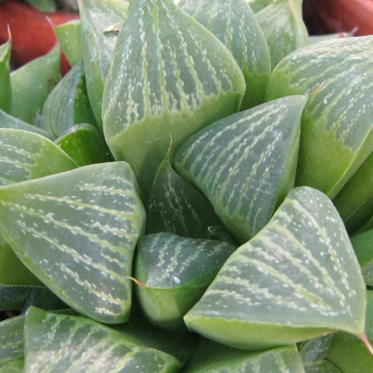 Хавортия Ретуза (лат. Haworthia Retusa) D5см