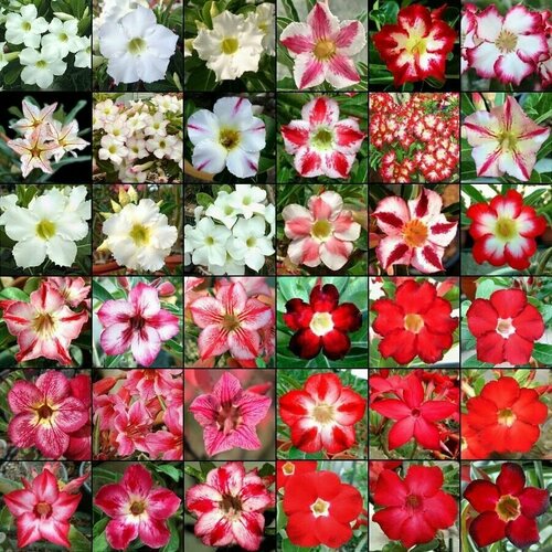 Семена Adenium Obesum MIXED COLORS MIX Случайная смесь окрасок 10 шт.