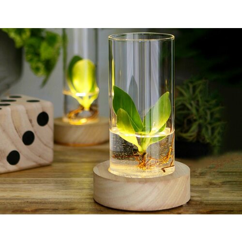 Стеклянный цилиндр на деревянной подставке с нижней подсветкой лючия 18 см 4 SEASONS 30182 1757₽