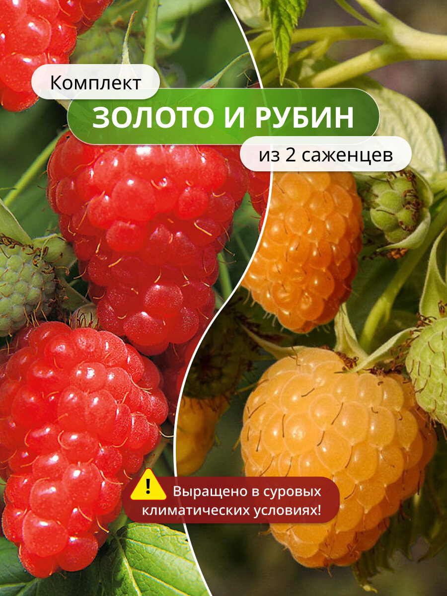 Комплект "Золото и Рубин" из 2 саженцев, красный, желтый, штамбовый