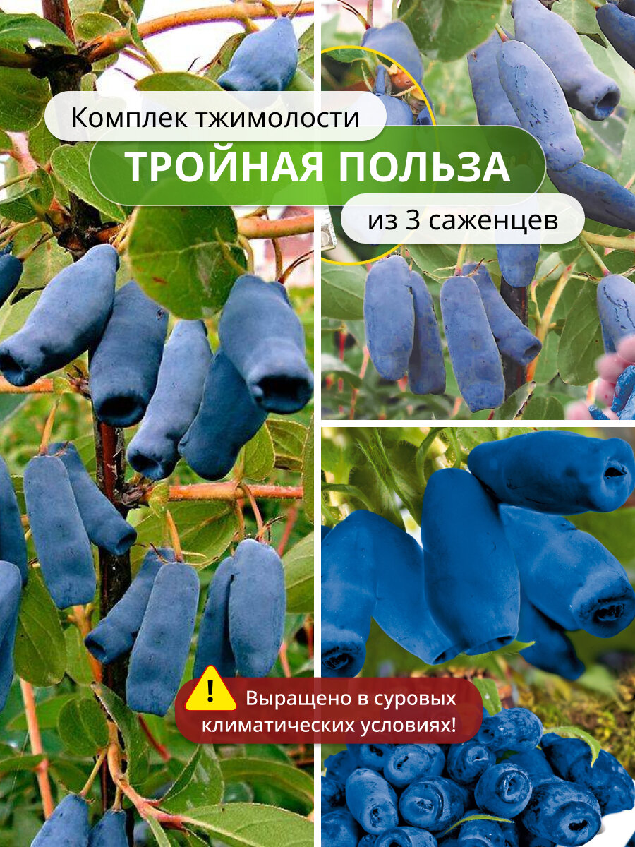 Комплект жимолости Тройная польза из 3  морозостойкие