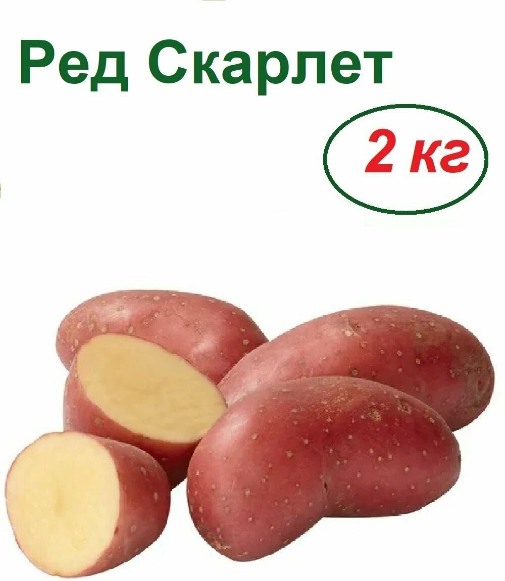фото Картофель семенной Ред Скарлет, 2 кг, раннеспелый столовый сорт с красной кожурой и светло-желтой мякотью, хорошо переносит длительное хранение и транспортировку, не теряя отличных вкусовых качеств