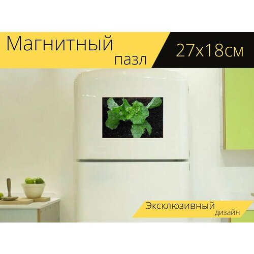 Магнитный пазл Салат, садовый салат, листья салата на холодильник 27 x 18 см.