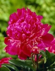 Пион травянистый Себастиан Маан луковицы клубни корни цветов