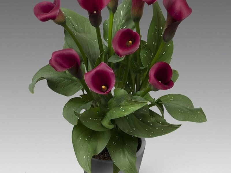 Калла Капитан Маэстро 1шт