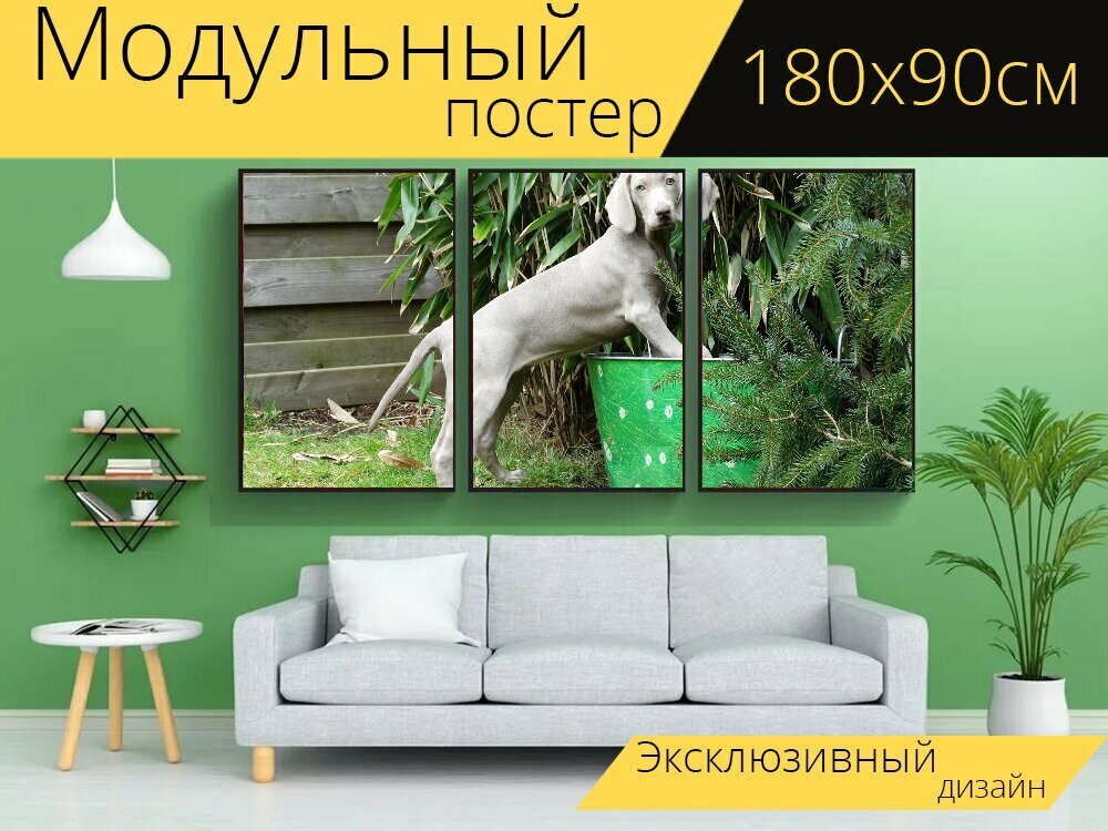 Модульный постер "Веймаранер, немецкая охотничья собака, собака" 180 x 90 см. для интерьера