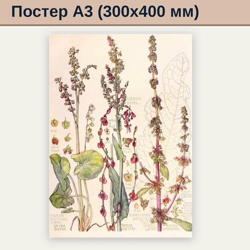 Постер 30*40 для интерьера, цветы, ретро