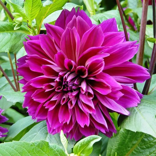 Георгина Томас Эдисон (1 клубень). Holland Bulbs (Голландия)