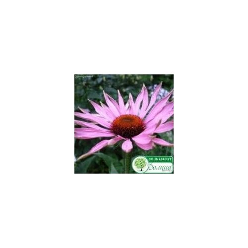 Эхинацея Пурпурная Ливадия (семена). Szkolka roslin A.M.