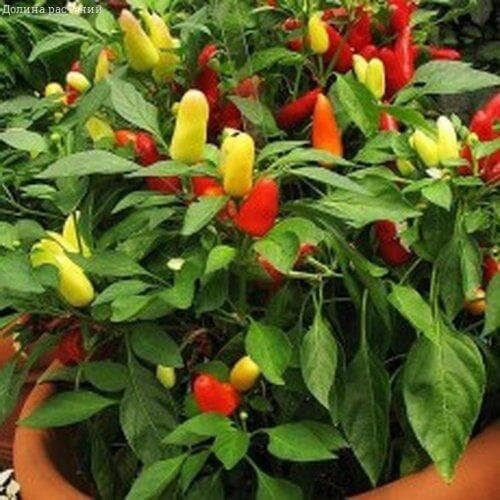 Перец Острый декоративный урожай на окне Н10 (семена 02 гр.) Гавриш