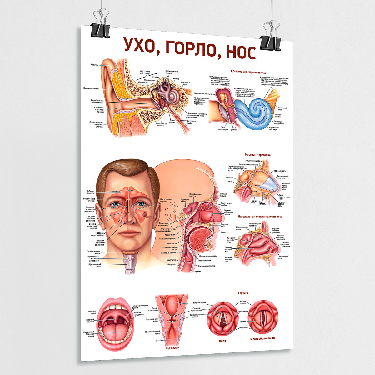 Плакат "Ухо, горло, нос", А-1 / Обучающий медицинский постер 60x84 см.