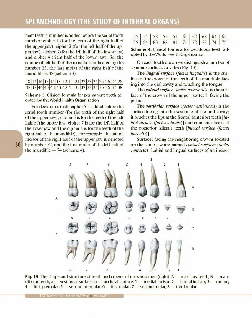 Textbook of Human Anatomy. In 3 volumes. Volume 2. Splanchnology and cardiovascular system - фото №12