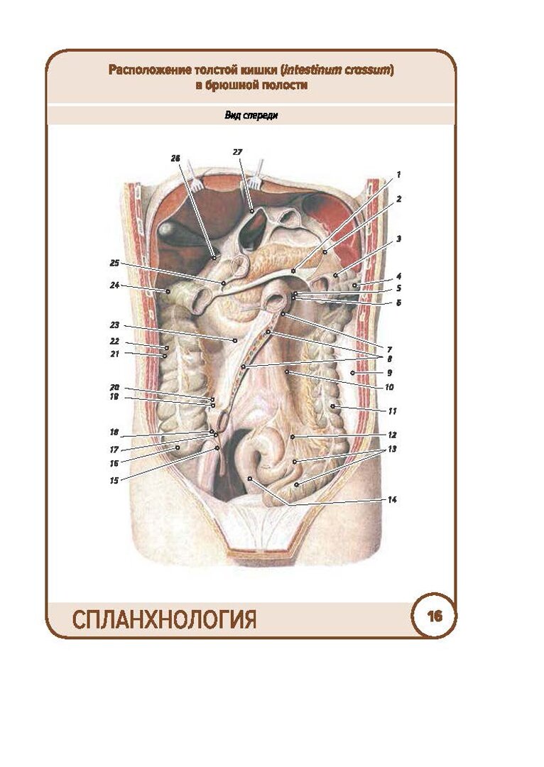 Анатомия человека. Спланхнология. Карточки (49 шт.) - фото №8