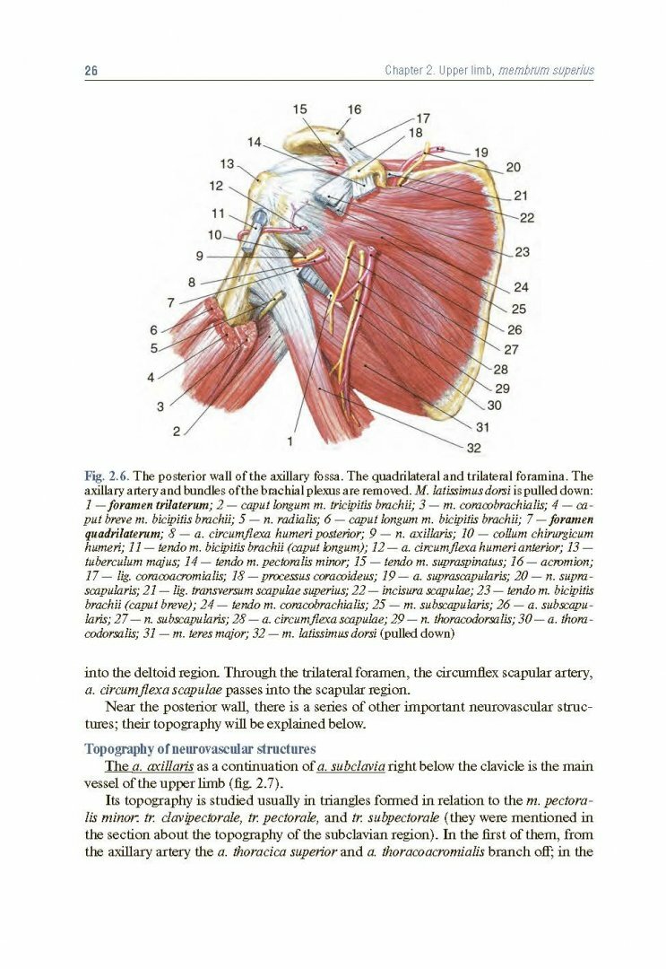 Topographic Anatomy and Operative Surgery. Textbook - фото №11