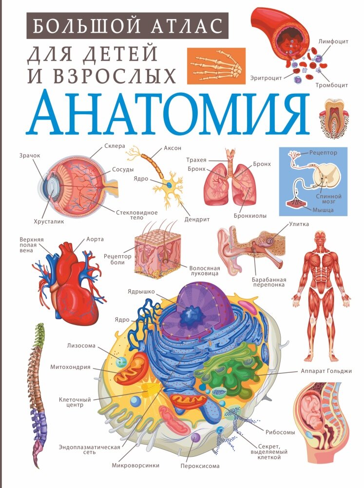 Анатомия. Большой атлас для детей и взрослых (Спектор А. А.)