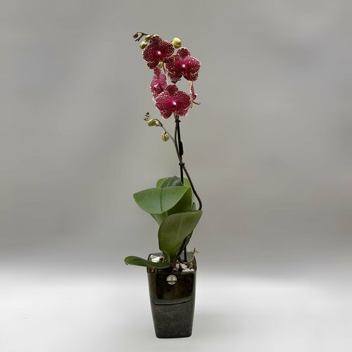 Орхидея тигровая в чёрном пластиковом кашпо