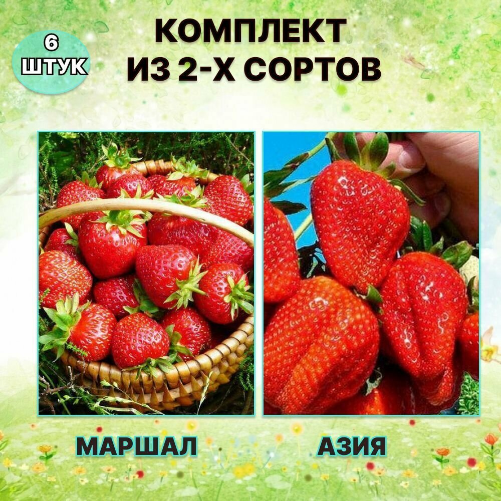 Набор саженцев клубники Маршал/Азия (6 штук)