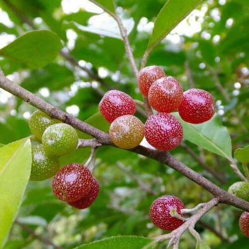 Семена Шеффердия серебристая (Shepherdia argentea) 5 шт.