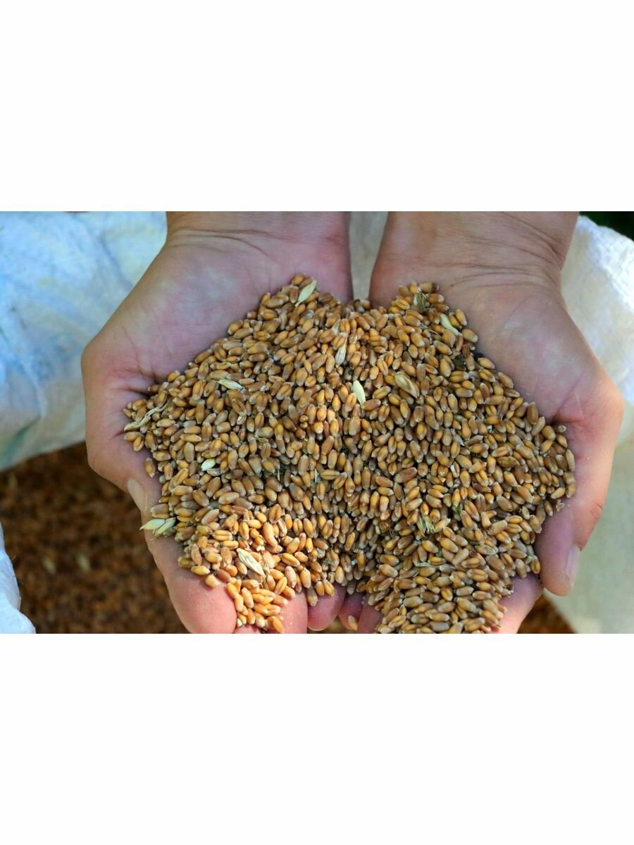 1,5 кг. Пшеница кормовая для животных и птиц. - фотография № 3