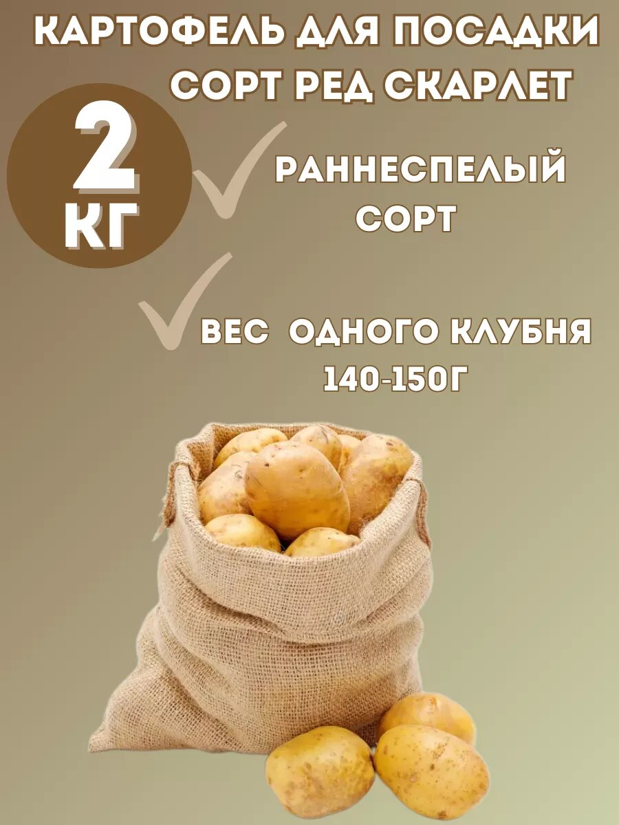 Картофель семенной 
