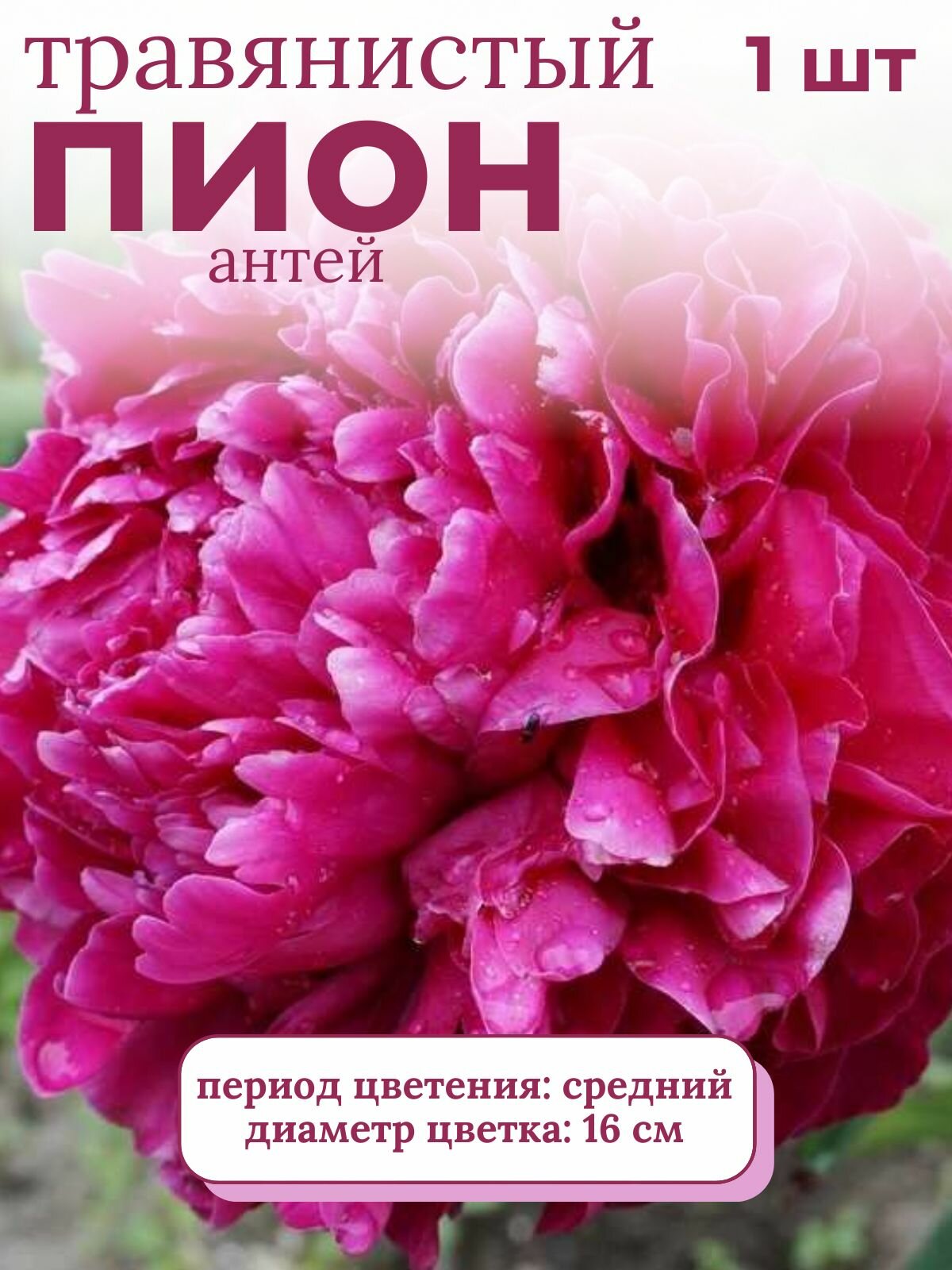 Пион травянистый многолетние цветы 1 шт