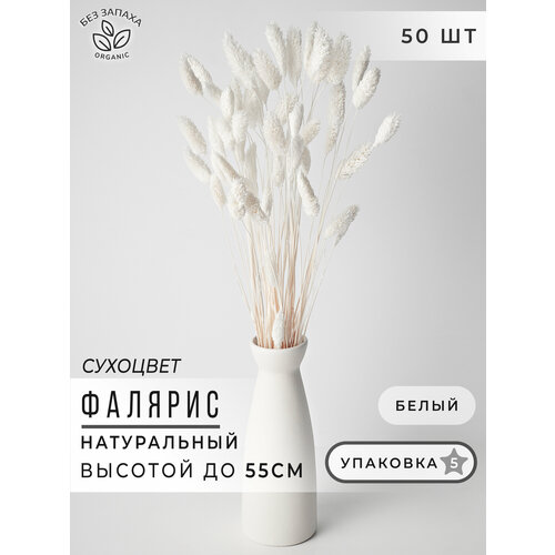 Фалярис Букет из сухоцветов 55см, Сухоцветы для декора ARANTA 35г.