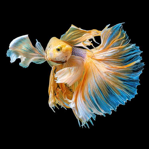 Картина на стекле «Рыба золотая» 40х40 см