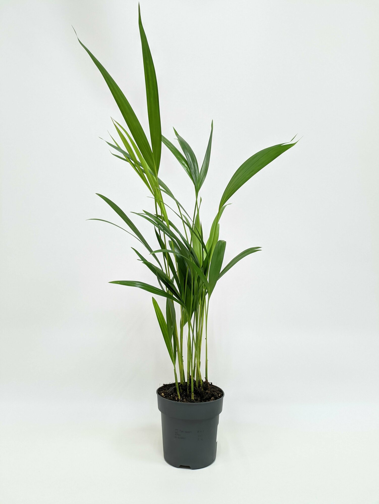 фото Арека Хризалидокарпус Пальма, диаметр горшка 9см, высота 50-60см