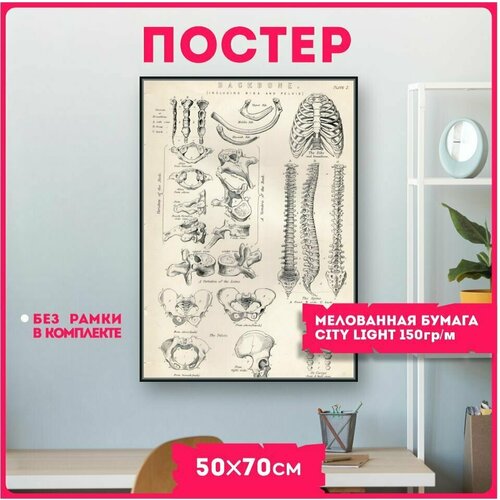 фото Постеры на стену анатомия строение тела красникова