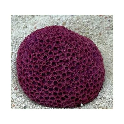 Grotaqua Цветной коралл пурпурный Мозговик малый, 5,5*4,5*3,5 см