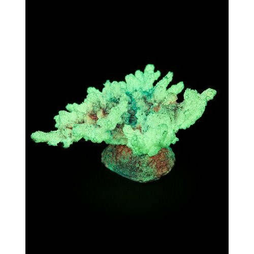 Grotaqua Кс-220 Коралл корона (фиолетовый) , 13*10*6,5 см