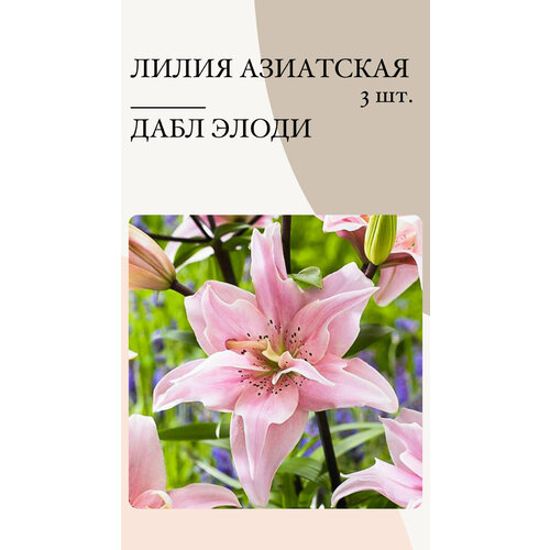 Лилия Дабл Элоди, луковицы многолетних цветов
