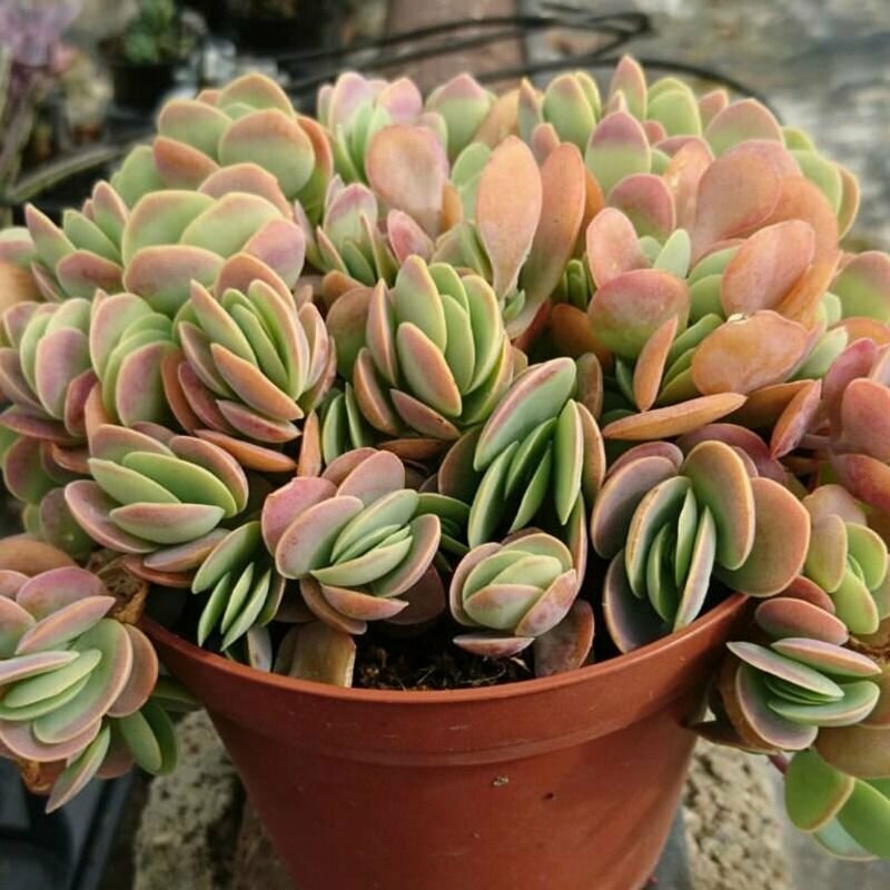 Каланхоэ округлолистное, Kalanchoe Rotundifolia, семена