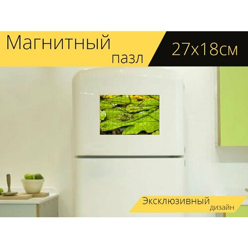 Магнитный пазл Лягушка, пруд, амфибия на холодильник 27 x 18 см.